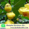 High quality ginsengfruit seeds for sale